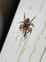 Hasarius adansoni