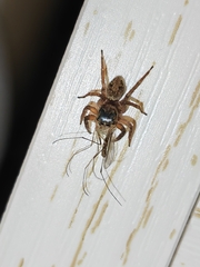 Hasarius adansoni