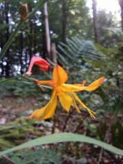 Crocosmia aurea