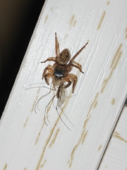 Hasarius adansoni