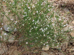 Asperula cynanchica
