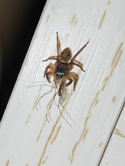 Hasarius adansoni
