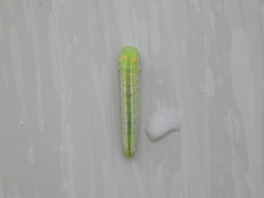 Tenthredopsis friesei