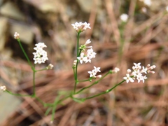 Asperula cynanchica