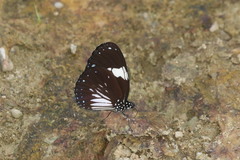 Euploea radamanthus