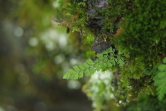 Asplenium tenuicaule