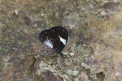 Euploea radamanthus