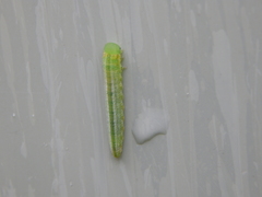 Tenthredopsis friesei