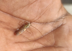 Olenecamptus bilobus