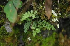 Asplenium tenuicaule