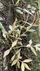 Peperomia rhombea