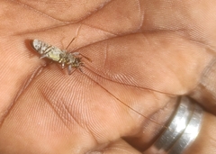 Olenecamptus bilobus