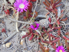 Disphyma crassifolium