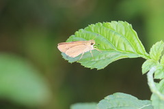 Borbo cinnara