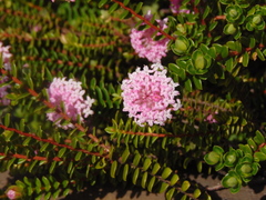 Pimelea ferruginea