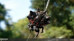 Thelacantha brevispina