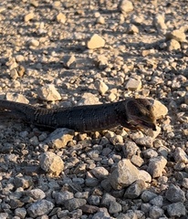 Gerrhonotus infernalis