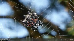 Thelacantha brevispina