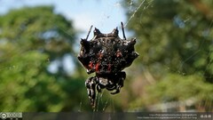 Thelacantha brevispina