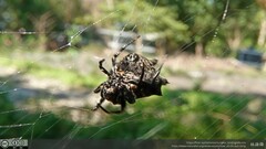 Thelacantha brevispina