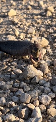 Gerrhonotus infernalis