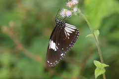 Euploea radamanthus