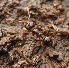 Notoncus ectatommoides