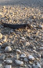 Gerrhonotus infernalis