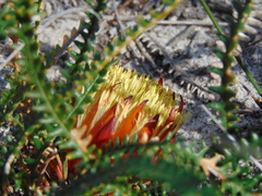 Banksia dallanneyi