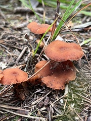 Laccaria bicolor