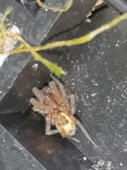 Amaurobius fenestralis