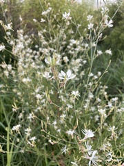 Oenothera filiformis