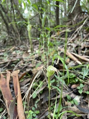 Pterostylis acuminata