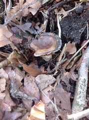 Russula pectinatoides