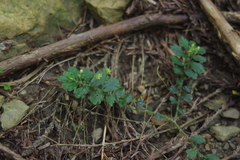 Elatostema obtusum trilobulatum