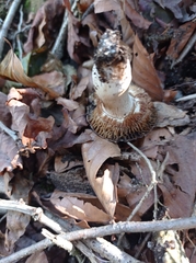 Russula pectinatoides