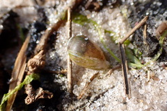 Melampus bidentatus