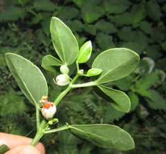 Zygophyllum fabago