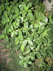 Zygophyllum fabago