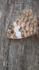 Ectima thecla