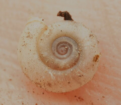 Meredithena dandenongensis