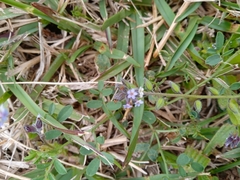 Myosotis discolor