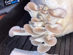 Pleurotus columbinus