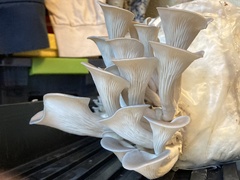 Pleurotus columbinus