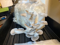 Pleurotus columbinus