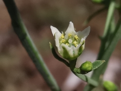 Thesium divaricatum