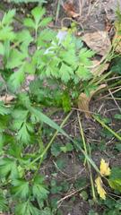 Petroselinum crispum