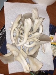 Pleurotus columbinus