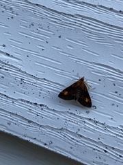 Pyrausta orphisalis