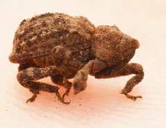 Poropterus